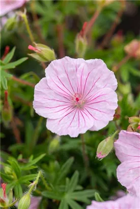 Gestreifter Storchschnabel - Geranium sanguineum var.striatum