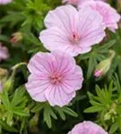 Gestreifter Storchschnabel - Geranium sanguineum var.striatum