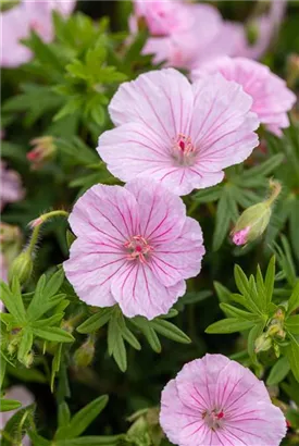 Gestreifter Storchschnabel - Geranium sanguineum var.striatum