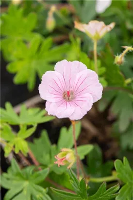 Gestreifter Storchschnabel - Geranium sanguineum var.striatum