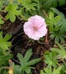 Gestreifter Storchschnabel - Geranium sanguineum var.striatum