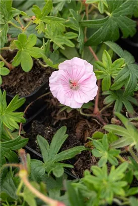 Gestreifter Storchschnabel - Geranium sanguineum var.striatum