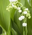 Gewöhnliches Maiglöckchen - Convallaria majalis, weiß