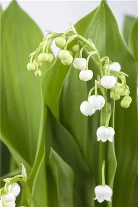 Gewöhnliches Maiglöckchen - Convallaria majalis, weiß