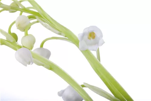 Gewöhnliches Maiglöckchen - Convallaria majalis, weiß