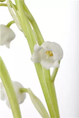 Gewöhnliches Maiglöckchen - Convallaria majalis, weiß