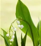 Gewöhnliches Maiglöckchen - Convallaria majalis, weiß