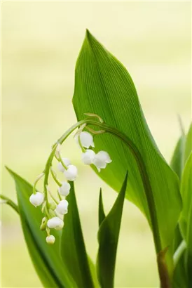 Gewöhnliches Maiglöckchen - Convallaria majalis, weiß