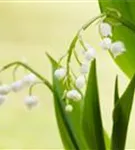 Gewöhnliches Maiglöckchen - Convallaria majalis, weiß