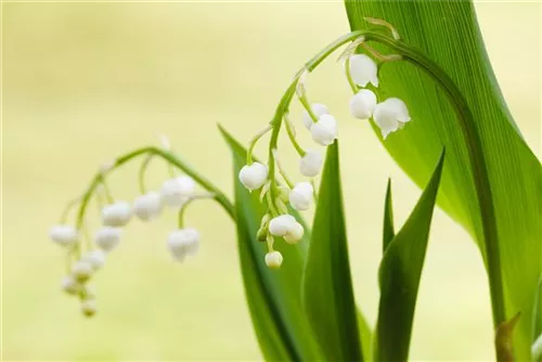 Gewöhnliches Maiglöckchen - Convallaria majalis, weiß