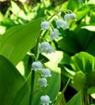 Gewöhnliches Maiglöckchen - Convallaria majalis, weiß