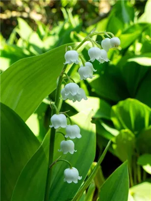 Gewöhnliches Maiglöckchen - Convallaria majalis, weiß