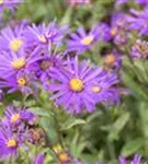 Garten-Sommer-Aster - Aster amellus 'Veilchenkönigin'