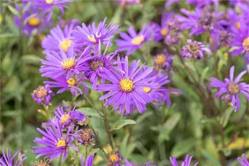 Garten-Sommer-Aster - Aster amellus 'Veilchenkönigin'