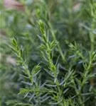 Wildwacholder 'Arnold' - Juniperus com.'Arnold'