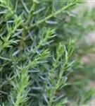 Wildwacholder 'Arnold' - Juniperus com.'Arnold'