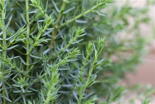 Wildwacholder 'Arnold' - Juniperus com.'Arnold'