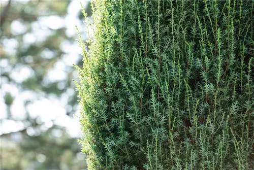 Wildwacholder 'Arnold' - Juniperus com.'Arnold'