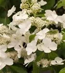 Rispenhortensie 'Levana' -S- - Hydrangea paniculata 'Levana' -S-