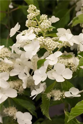 Rispenhortensie 'Levana' -S- - Hydrangea paniculata 'Levana' -S-