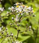 Sperrige Aster - Aster divaricatus