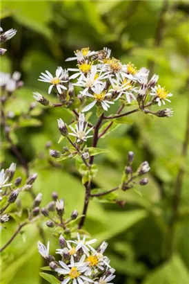 Sperrige Aster - Aster divaricatus