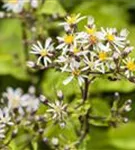 Sperrige Aster - Aster divaricatus