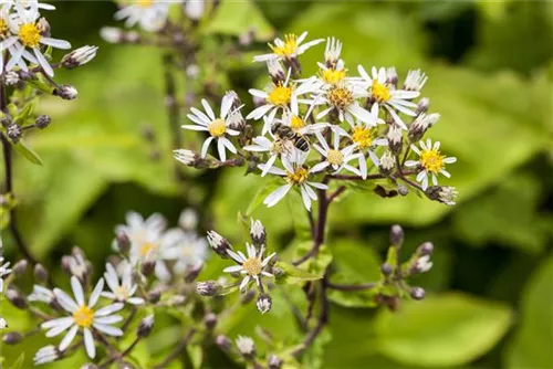 Sperrige Aster - Aster divaricatus