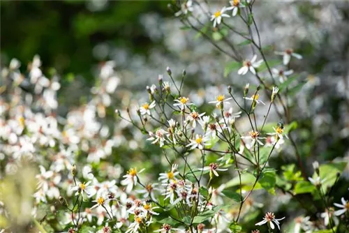 Sperrige Aster - Aster divaricatus