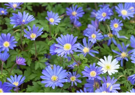 Anemone blanda 'Blue Shades' - Garten-Strahlen-Windröschen