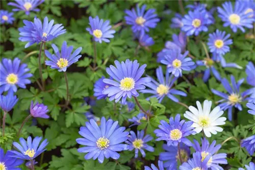 Garten-Strahlen-Windröschen - Anemone blanda 'Blue Shades'