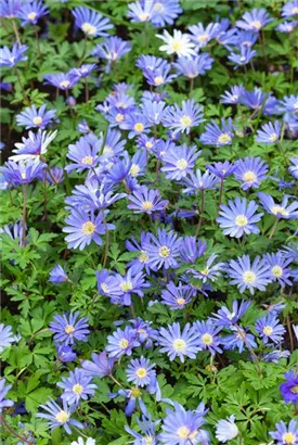 Garten-Strahlen-Windröschen - Anemone blanda 'Blue Shades'