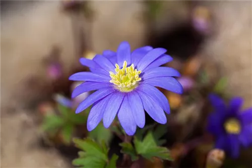 Garten-Strahlen-Windröschen - Anemone blanda 'Blue Shades'