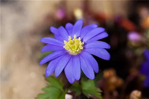 Garten-Strahlen-Windröschen - Anemone blanda 'Blue Shades'