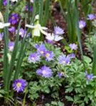 Garten-Strahlen-Windröschen - Anemone blanda 'Blue Shades'