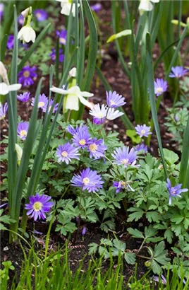 Garten-Strahlen-Windröschen - Anemone blanda 'Blue Shades'