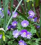 Garten-Strahlen-Windröschen - Anemone blanda 'Blue Shades'