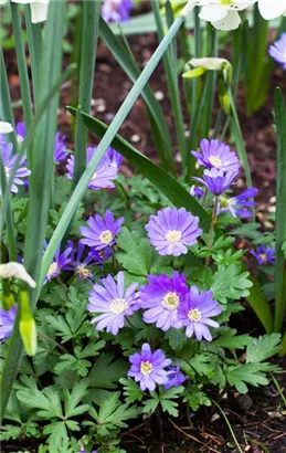 Garten-Strahlen-Windröschen - Anemone blanda 'Blue Shades'