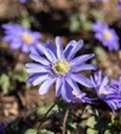 Garten-Strahlen-Windröschen - Anemone blanda 'Blue Shades'