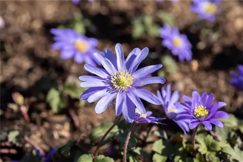 Garten-Strahlen-Windröschen - Anemone blanda 'Blue Shades'