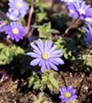 Garten-Strahlen-Windröschen - Anemone blanda 'Blue Shades'