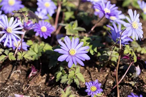 Garten-Strahlen-Windröschen - Anemone blanda 'Blue Shades'