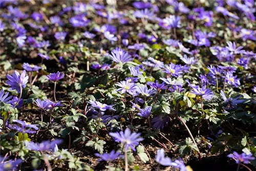 Garten-Strahlen-Windröschen - Anemone blanda 'Blue Shades'