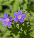 Garten-Storchschnabel - Geranium sylvaticum 'Mayflower'