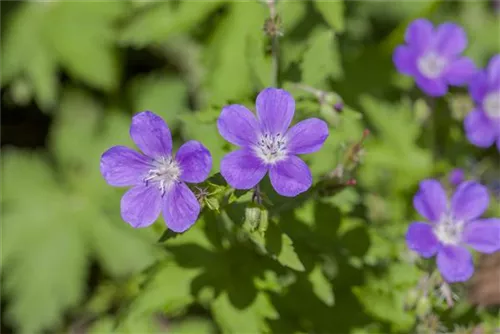 Garten-Storchschnabel - Geranium sylvaticum 'Mayflower'