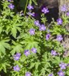 Garten-Storchschnabel - Geranium sylvaticum 'Mayflower'