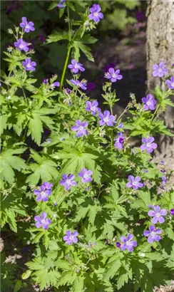 Garten-Storchschnabel - Geranium sylvaticum 'Mayflower'