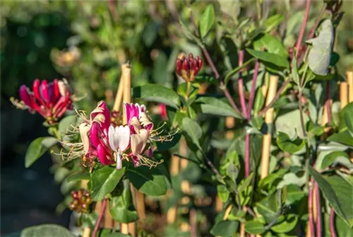 Gelbbunte Geißschlinge 'Halliana' - Lonicera japonica 'Halliana' - Kletterpflanzen