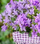 Hängepolster-Glockenblume - Campanula poscharskyana