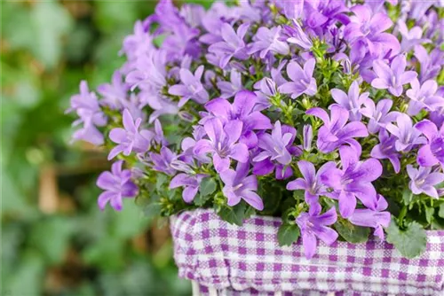 Hängepolster-Glockenblume - Campanula poscharskyana